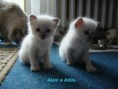 /album/atillo-a-pady/a28-8-09-ii-117-jpg/